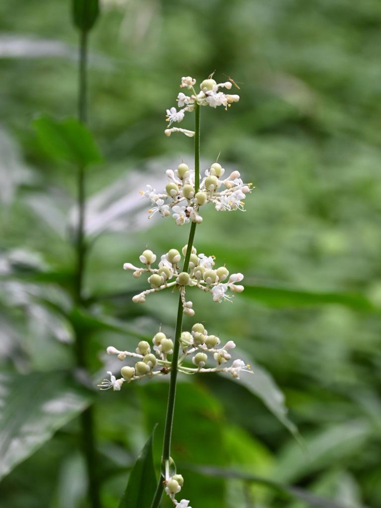 ノリウツギ アジサイの花が終盤になると、この花が咲き出します。～7/7